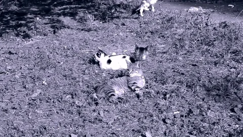 Cat And Kittens Playing On The Grass In Light Gray Tones Stock Footage 92206404