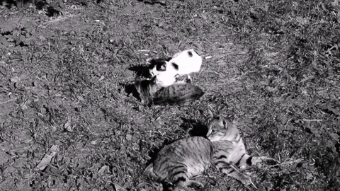 Cat And Kittens Playing On The Grass In Black White Tones Stock Footage 92206408