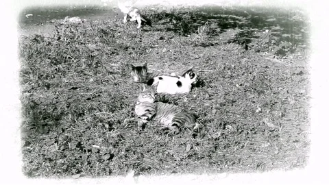 Cat And Kittens Playing On The Grass At Vintage Footage On Black White Stock Footage 92216210