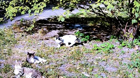 Cat And Kittens Playing In The Yard In Fast Motion Stock Footage 92139879