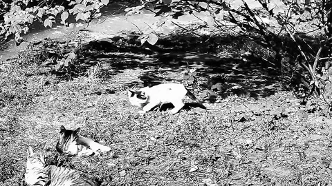 Cat And Kittens Playing In The Yard In Fast Motion In Black White Tone Stock Footage 92140629