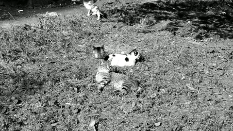 Cat And Kittens Playing In The Yard In Black White Colors Stock Footage 92169598