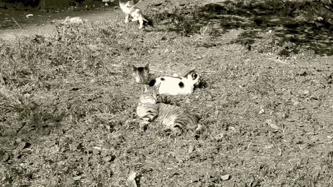 Cat And Kittens Playing In The Yard In Light Sepia Colors Stock Footage 92178205