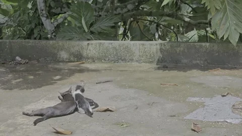 Cat and kittens on the terrace Video stock 310325327