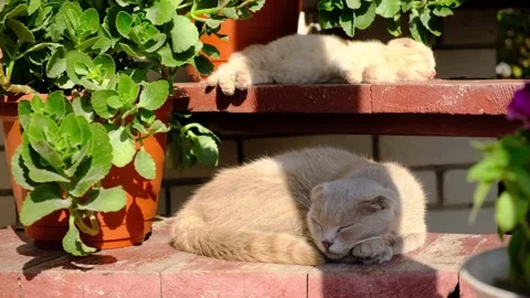 Cat and kitty sleeping Stock Footage 163921065