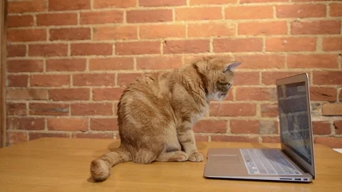 Cat and laptop Vídeos de archivo 87326537