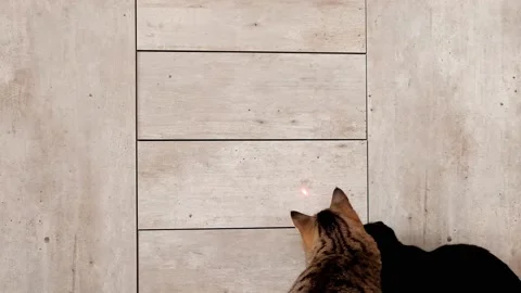 Cat and laser dot. Black and gray striped kittens play with with laser  toy Stock Footage 180903321