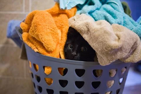 Cat and laundry process 스톡 사진