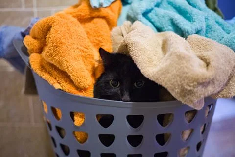 Cat and laundry process Stock Photos