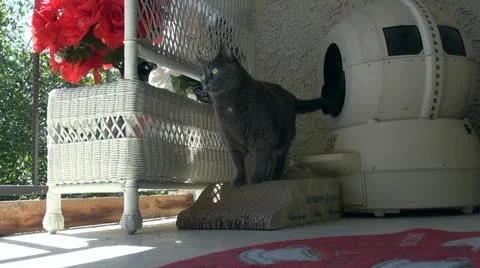 Cat and litter box 스톡 동영상 11018642
