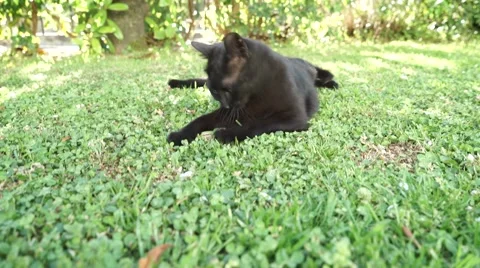 The cat and the lizard Vídeos de archivo 50083672