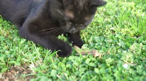 The cat and the lizard 스톡 동영상 50083686