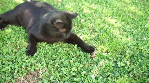 The cat and the lizard 스톡 동영상 50083716