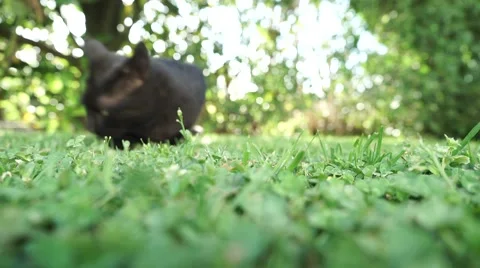 The cat and the lizard Stock Footage 50083996