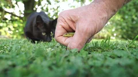 The cat and the lizard Stock Footage 50084037