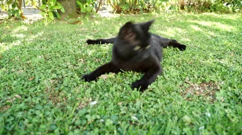 The cat and the lizard 스톡 동영상 50084044