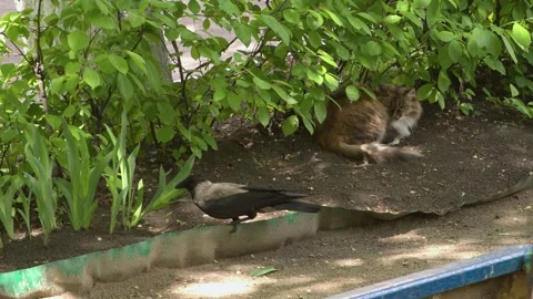 A cat and a magpie. Stockbeeldmateriaal 146467694