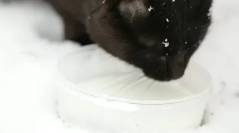Cat and milk Stock Footage 12656035