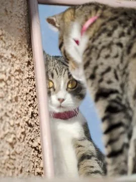 A cat and a mirror Stock Photos