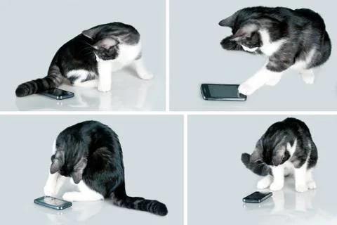 Cat and mobile Stock Photos
