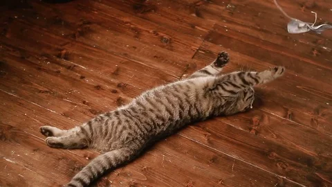 Cat and money Stock Footage 80460037