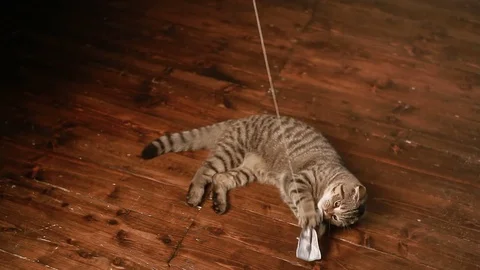 Cat and money Stock Footage 80460566
