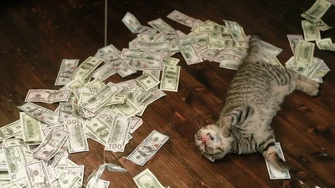 The cat and money Vídeo Stock 80494074