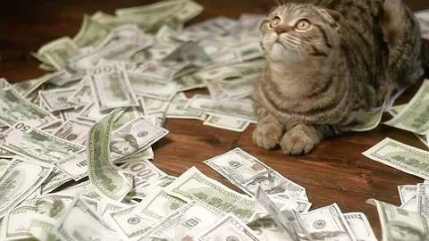 The cat and money Vídeo Stock 80495209