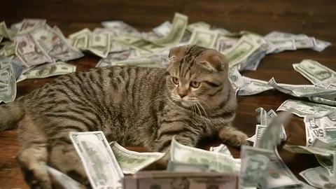 The cat and money Vidéo 80497325