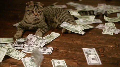 The cat and money Stockbeeldmateriaal 80497356