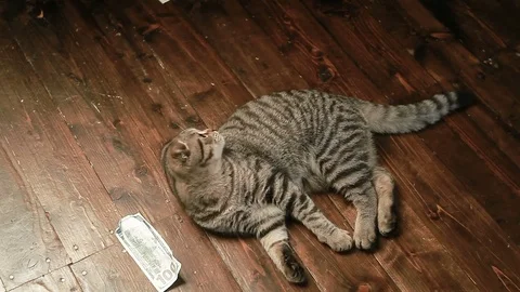 The cat and money 動画素材 80517593