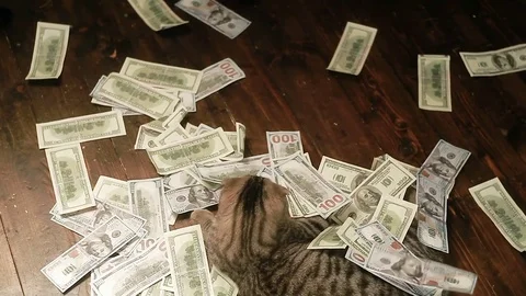 The cat and money Видео 83411810