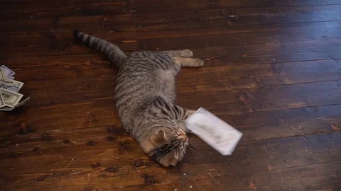 Cat and money in present basket Stock Footage