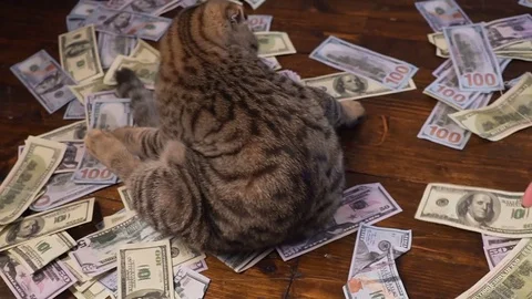 Cat and money in present basket Stock Footage