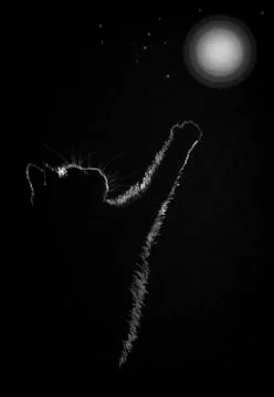 Cat and moon Illustrazione stock