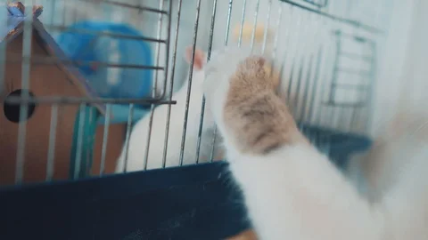Cat and mouse catches a white pet rat in a cage. slow motion video. the cat is Vídeo Stock 99710464