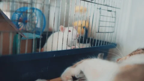 cat and mouse catches a white pet rat Stock Video Pond5