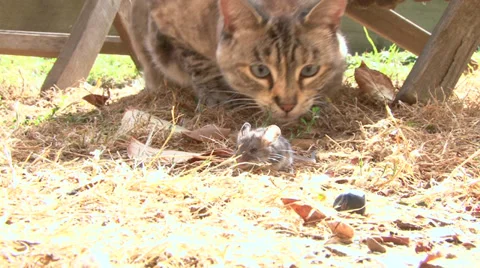 Cat and Mouse Chase Stock Footage 28792068
