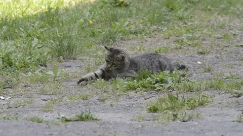 Cat and mouse Stock-Footage 137528149