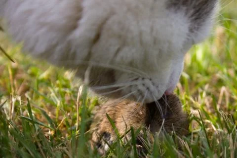 Cat and mouse Stock Photos