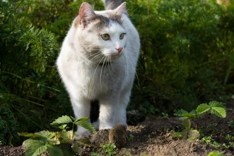 Cat and mouse Stock Photos