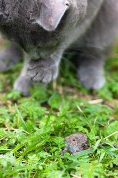 Cat and mouse Foto stock