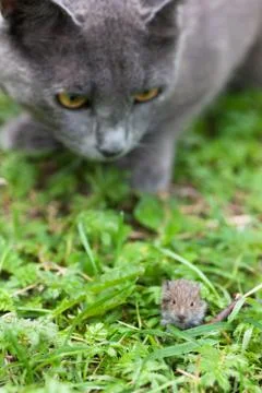 Cat and mouse Stock Photos