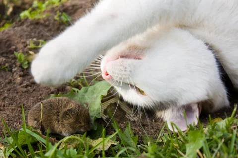 Cat and mouse Stock Photos