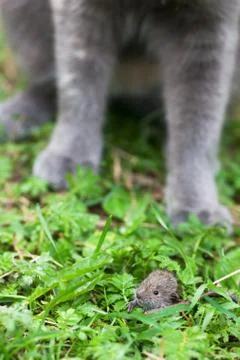 Cat and mouse Stock Photos