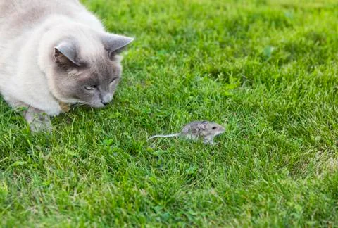 Cat and mouse Foto stock