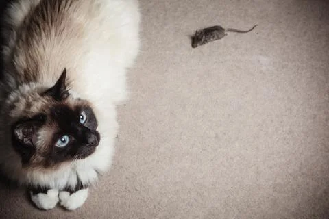 Cat and mouse Stock Photos