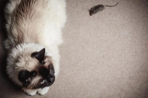 Cat and mouse Stock Photos