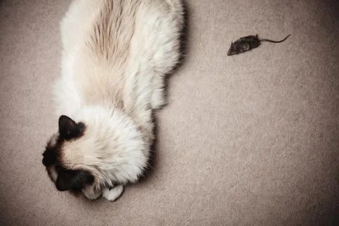 Cat and mouse Photos