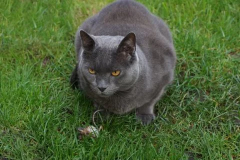 Cat and Mouse Stock Photos